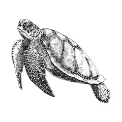 Turtle, vintage hand drawn illustration in vector
