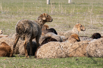 Free-range sheep in the steppes of Kazakhstan, Sheep in the pasture.