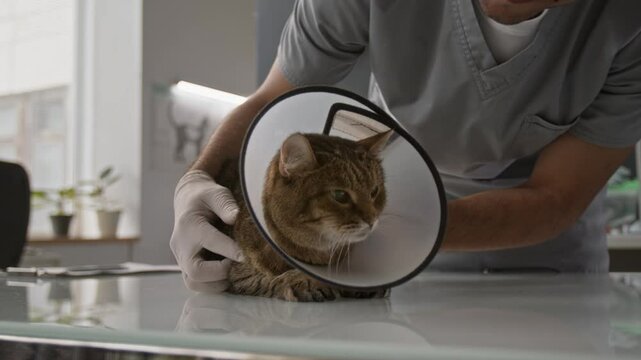 Close up view of male veterinarian in gloves gently comforting distressed cat wearing protective cone lying on examination table during medical procedure in vet clinic