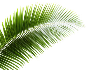 Fototapeta premium Isolated Sago Palm Green Leaf Transparent Background Design Element