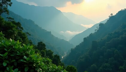 Dense fog shrouds lush rainforest, early morning light, mist, stock, plants