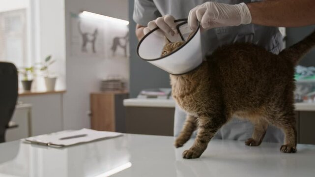 Close up shot of brown tabby cat standing on examination table in clinic while veterinarian in gloves placing protective cone around neck