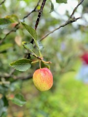 apples, Malus sylvestris on the trees 
