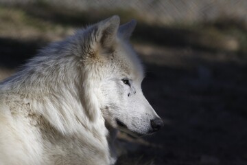Loup blanc du Canada