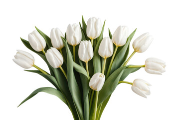 Fototapeta premium bouquet of white tulips on transparent background png