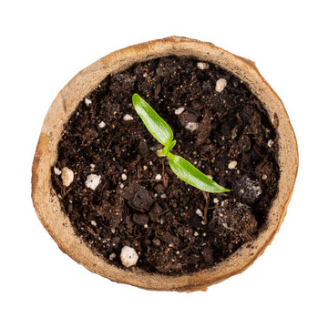 Paprika seedlings in peat pot. Young pepper sprout isolated on white background. Top view. Gardening concept, springtime.
