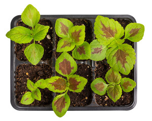 Coleus seedlings in plastic tray isolated on white. Sprouts of ornamental garden plants with brightly colored foliage. Top view. Gardening, houseplant care concept.