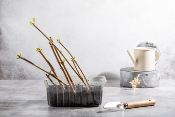 Cuttings of panicle hydrangea in plastic container on gray background. Young sprouts ready for planting. Plant propagation. Gardening concept, springtime.
