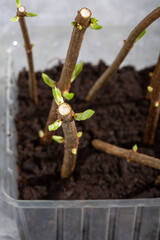 Cuttings of panicle hydrangea in plastic container on gray background. Young sprouts ready for planting. Plant propagation. Gardening concept, springtime.