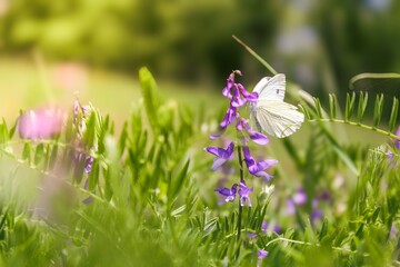 Butterfly on a meadow
