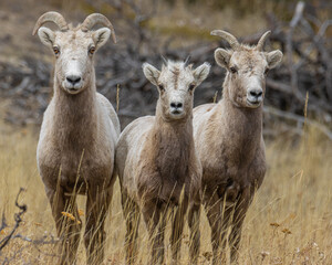 Big horn sheep in Boulder County Colorado