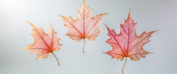 Fototapeta premium three light tree leaf skeletons separated on a white background