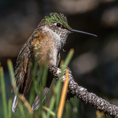 Hummingbird pictures in Boulder Colorado