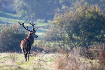 Red deer stag of Scotland observing in a plain in a park. Cervus elaphus, Juncus effusus, Sologne, Loiret 45, région Centre Val de Loire, France, European Union, Europe