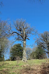 Bare tree against a blue early Spring sky, Derbyshire England
