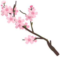 벚꽃 cherryblossom