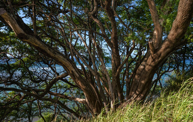 Dense Thicket with Green Grass and a Hillside View of the Ocean.