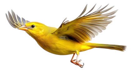 A Bright Yellow Bird in Flight
