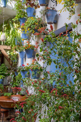 Colourful flower pots decorate the walls of courtyards and patio gardens of Cordoba, Andalusia,...