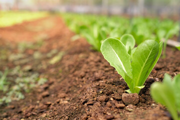 Fresh vegetable sprouts in the garden, arranged neatly.
