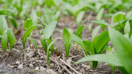 The first shoots of wild garlic appear in early spring. The growth of young Ramson wild leek Barlauch in Potzleinsdorfer Schlosspark in Vienna