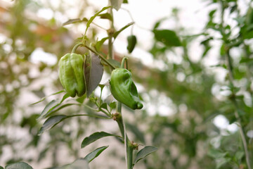 Close-up view of green chili peppers exposed to soft sunlight.