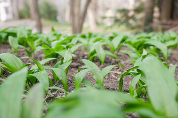 The first shoots of wild garlic appear in early spring. The growth of young Ramson wild leek Barlauch in Potzleinsdorfer Schlosspark in Vienna