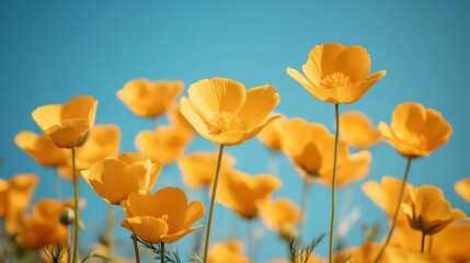 Obraz premium A vibrant field of yellow buttercups under a clear blue sky, showcasing their delicate petals and green stems