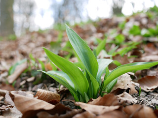 A first shoot of wild garlic in early spring. The growth of young Ramson wild leek Barlauch in Potzleinsdorfer Schlosspark in Vienna