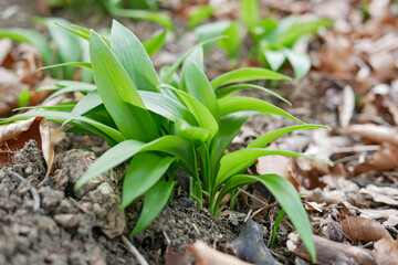 A first shoot of wild garlic in early spring. The growth of young Ramson wild leek Barlauch in Potzleinsdorfer Schlosspark in Vienna