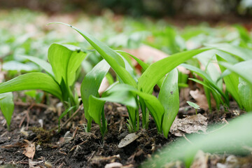 The first shoots of wild garlic appear in early spring close up. The growth of young Ramson wild leek Barlauch in Potzleinsdorfer Schlosspark in Vienna