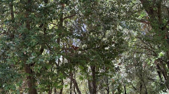 Red Squirrel in Tree Canopy Hiding Among Green Leaves in Summer Forest
