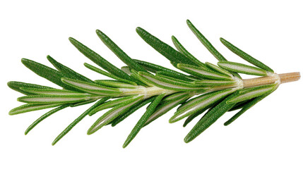 Fototapeta premium Fresh Rosemary Sprig Close-up
