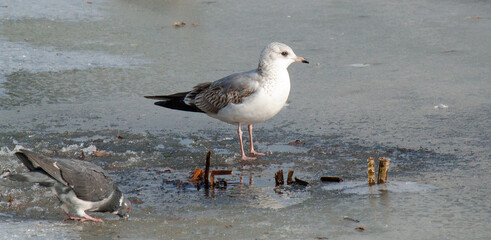 seagulls on the beach