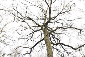A leafless tree in silhouette isolated against a dull winter sky