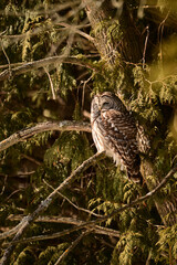 Barred Owl sits perched in a cedar forest