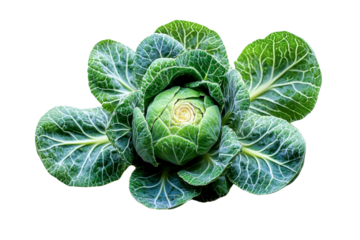 brussels sprouts closeup - fresh green vegetable isolated