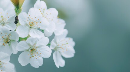 Obraz premium Soft White Cherry Blossoms Under Gentle Light in Nature