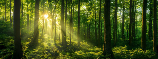 Naklejka premium Breathtaking view of a lush green forest with sunlight filtering through tall trees -