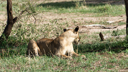 A Majestic and Serene Lioness Relaxing Comfortably in Her Natural Habitat on the Savanna