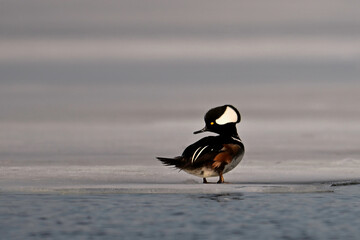 Spring scene of a colorful male Hooded Merganser duck standing on ice float next to open water on frozen lake
