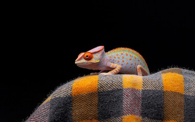 Fototapeta premium Vibrant orange and blue chameleon perched on a yellow and gray plaid fabric against a black background. Close-up view showcasing intricate details of the reptile's skin