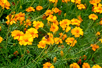 Orange Azteca mexican twist tagetes erecta flowers