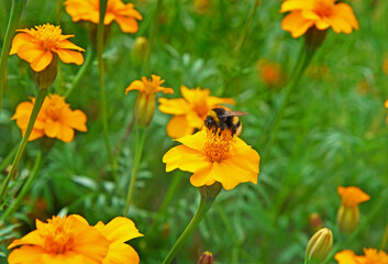 Orange Azteca mexican twist tagetes erecta flowers