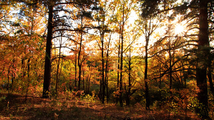 Obraz premium Autumn forest nature. Vivid morning in colorful forest with sun rays through branches of trees. Scenery of nature with sunlight