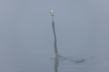 	
Oriental darter (Anhinga melanogaster) or snake bird fishing in river during winter foggy morning.
