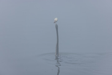 Oriental darter (Anhinga melanogaster) or snake bird fishing in river during winter foggy morning...