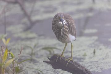 Pond Heron (Ardeola) bird fishing near water body at forest during foggy morning.