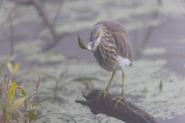 Pond Heron (Ardeola) bird fishing near water body at forest during foggy morning.