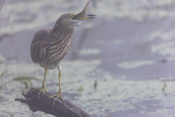 Pond Heron (Ardeola) bird fishing near water body at forest.	